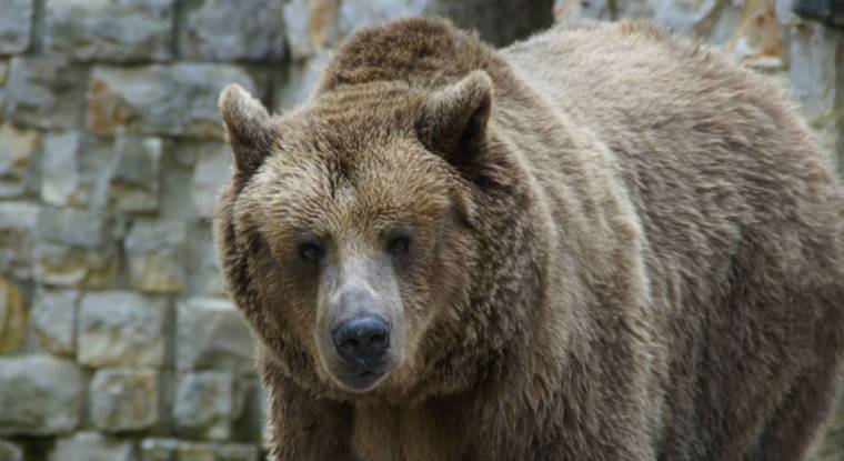 Un ours Grizzly, symbole du Bear market (©pixabay.com)