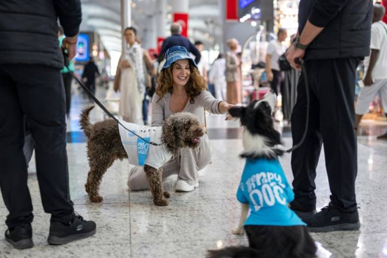 Une voyageuse caresse Alita et Kuki, des chiens de thérapie pour réconforter les passagers stressés avant leur embarquement à l'aéroport d'Istanbul, le 3 mai 2024 en Turquie ( AFP / Yasin AKGUL )