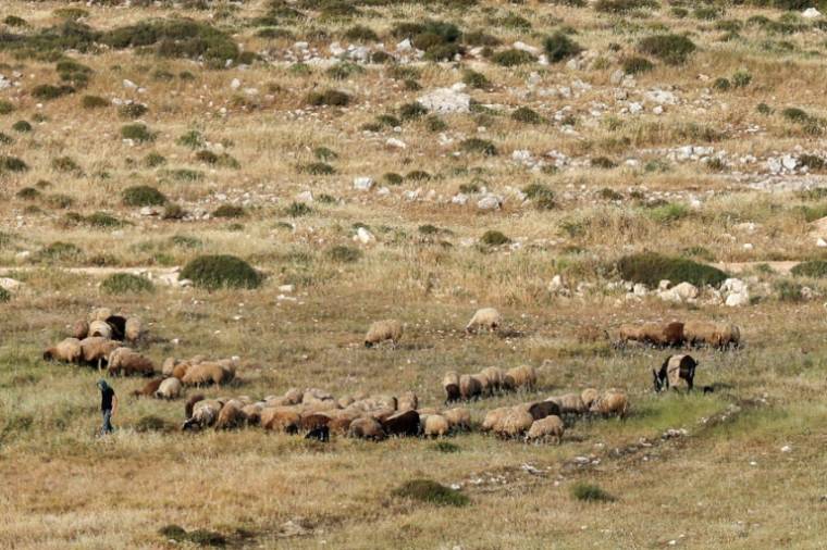 Un berger juif fait paître son troupeau près du village palestinien de Deir Jarir, dans la région de Ramallah, le  25 avril 2024  ( AFP / Zain JAAFAR )