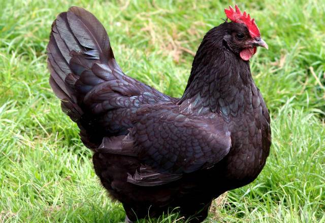 Les poules noires de Janzé sont utilisés dans la filière bio pour protéger les vergers ( Crédits : Yann Gwilhoù )
