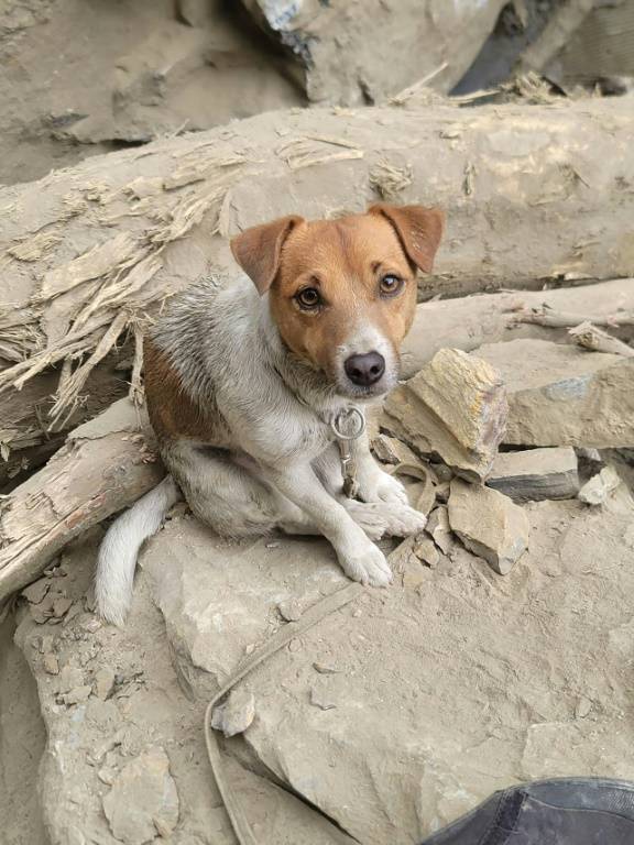Image tirée d'une vidéo diffusée le 6 avril 2024 par le Service d'incendie du comté de Hualien du chien de recherche Wilson, un Jack Russell terrier de 3 ans, aidant les secouristes à localiser des survivants dans les décombres d'un séisme, sur l'île de Taïwan ( Service d'incendie du comté de Hualien / Handout )
