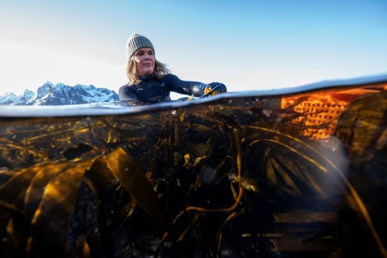 Angelita Eriksen ramasse des algues dans les eaux froides à Vareid, dans les îles Lofoten, en Norvège, le 4 mars 2024 ( AFP / Olivier MORIN )
