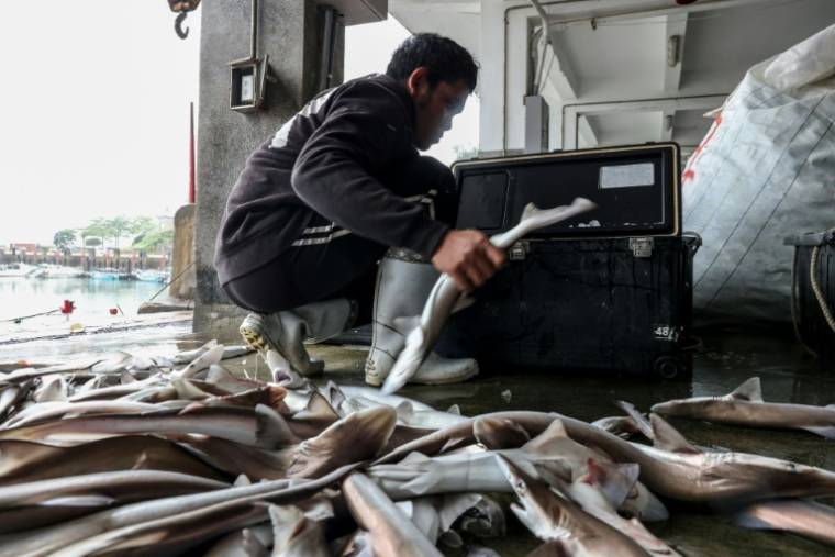 Les pêcheurs du port taïwanais de Kinmen, à Kinmen, le 24 mai 2024 ( AFP / I-Hwa CHENG )