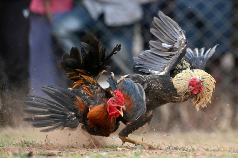Un combat de coqs lors d'une foire locale à Katekalyan, dans l'état  de Chhattisgarh, le 16 avril 2024 en Inde ( AFP / Idrees MOHAMMED )