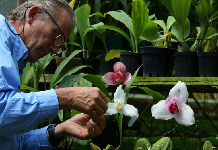 Daniel Piedrahita soigne ses orchidées à La Ceja, dans la province d'Antioquia, en Colombie, le 20 juin 2024 ( AFP / JAIME SALDARRIAGA )