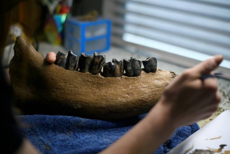 La restauratrice américaine Lauren McClain travaille sur la mâchoire d'un rhinocéros laineux dans son atelier près de Houston, le 30 avril 2024 au Texas ( AFP / Mark Felix )