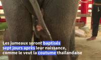 Thaïlande: rare naissance d'éléphants jumeaux