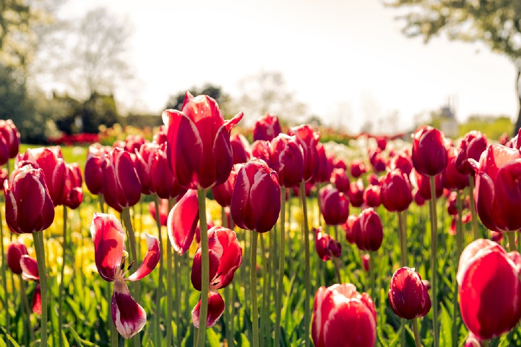 Quand les tulipes fleurissent ?