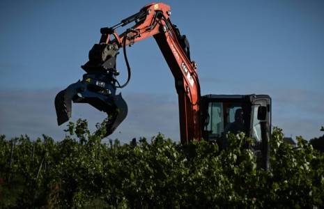 Unepince mécanique déracine des vignes, le 18 avril 2024 à Saint-Martin-de-Sescas, en Gironde ( AFP / Philippe LOPEZ )