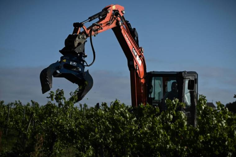 Unepince mécanique déracine des vignes, le 18 avril 2024 à Saint-Martin-de-Sescas, en Gironde ( AFP / Philippe LOPEZ )