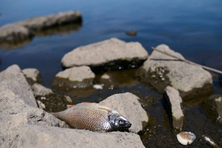Polska: Pięć ton martwych ryb odzyskanych z Odry
