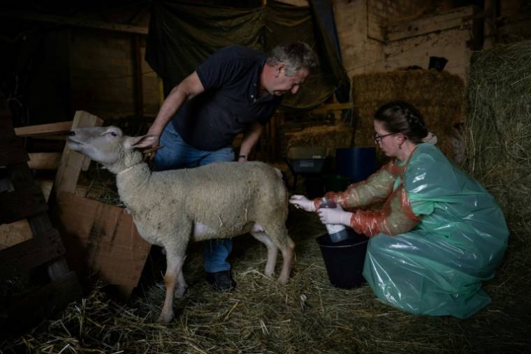 La vétérinaire Marina Abbadie (d),  soigne une brebis malade, le 11 avril 2024 dans une ferme près d'Avallon, dans l'Yonne ( AFP / ARNAUD FINISTRE )