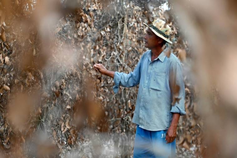 L'agriculteur cambodgien Chhim Laem dans sa plantation de poivre ravagée par la sécheresse, le 7 mai 2024 dans la région de Kampot, dans le sud du pays  ( AFP / TANG CHHIN Sothy )
