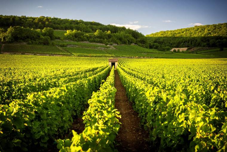 Bordeaux, Bourgogne, Alsace: 3 des principaux vignobles français (Crédits photo : Shutterstock)