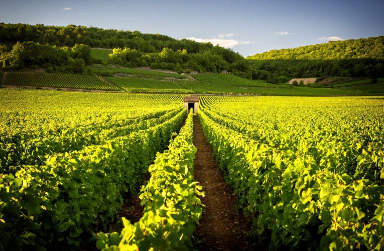 Bordeaux, Bourgogne, Alsace: 3 des principaux vignobles français (Crédits photo : Shutterstock)