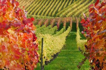 Investir dans un domaine viticole (Crédit photo: Fotolia)