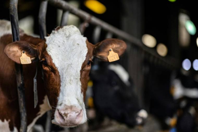 Une vache le 22 février 2024 dans un étable à Mahalon, dans l'ouest de la France ( AFP / Fred TANNEAU )