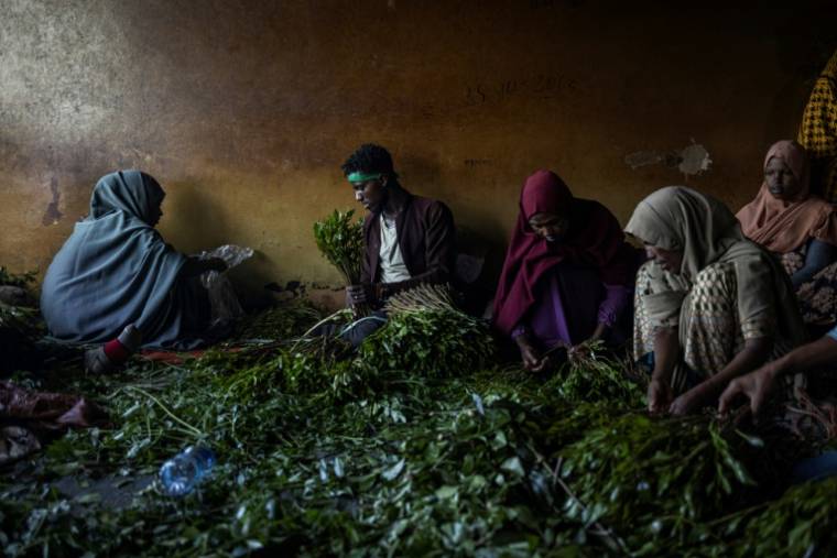 Nettoyage et préparation du khat au marché d'Adeway (Ethiopie), le 15 avril 2024 ( AFP / Michele Spatari )