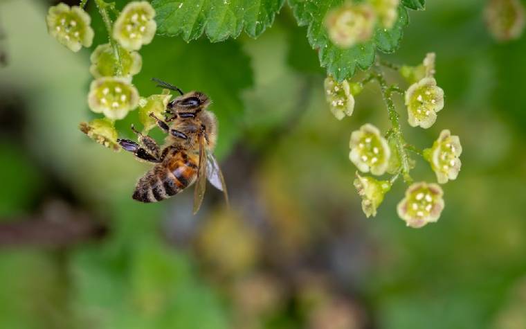 Pour sauver les abeilles, des apiculteurs envoient des graines aux quatre coins du monde (Crédit photo: Myriams-Fotos - Pixabay)