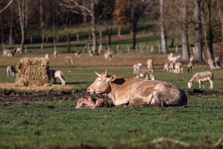 La France a perdu 837.000 vaches depuis 2016 ( AFP / CHARLY TRIBALLEAU )