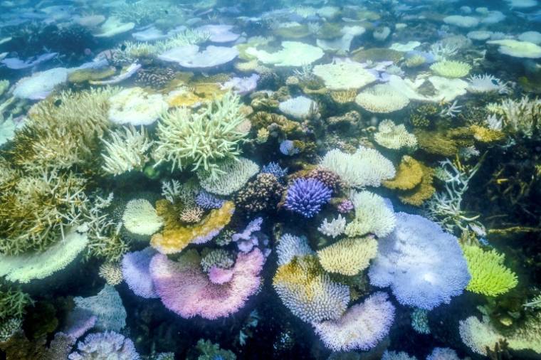 Des coraux blanchis ou morts près de l'île Lizard, sur la Grande Barrière de Corail, à 270 kilomètres de Cairns, le 5 avril 2024 en Australie ( AFP / DAVID GRAY )