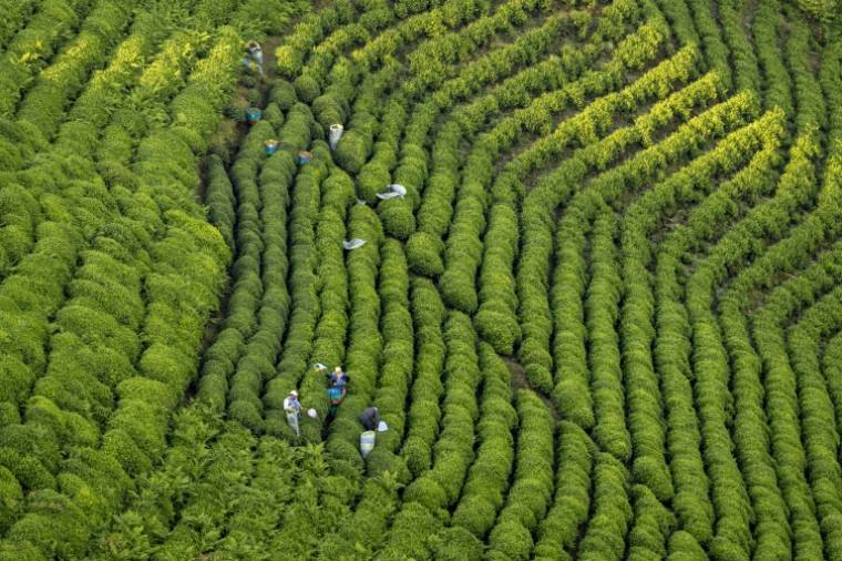 Des habitants travaillent dans les champs de thé près de Daginiksu, en Turquie, le 10 mai 2024 ( AFP / Yasin AKGUL )