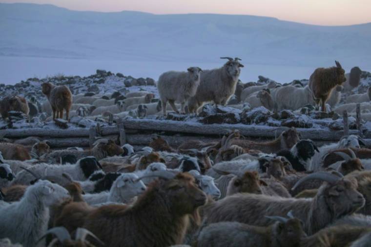 Des chèvres et des moutons dans un enclos près de la yourte d'un éleveur à Mankhan, dans la montagne Jargalant, le 28 mars 2023 en Mongolie ( AFP / Odbayar Urkhensuren )