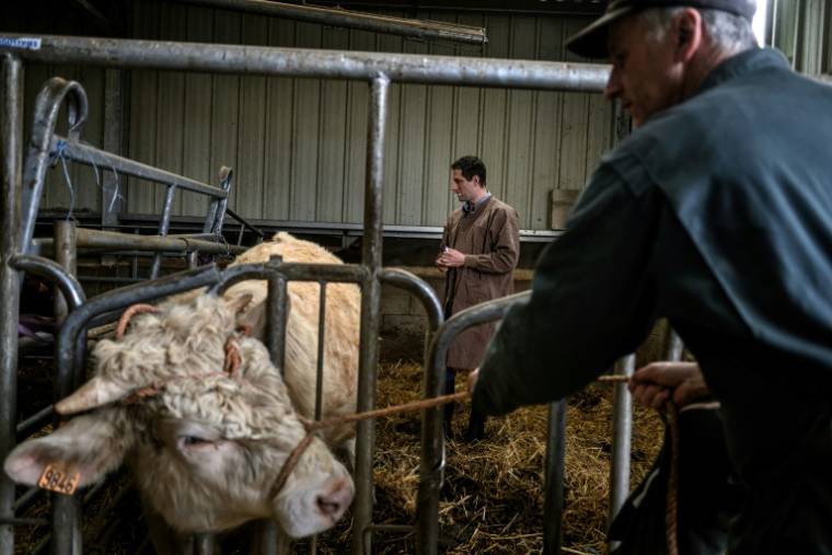 Un vétérinaire s'apprête à faire une prise de sang à une génisse dans une ferme de Marcols-les-Eaux, le 19 mars 2024 en Ardèche ( AFP / JEFF PACHOUD )