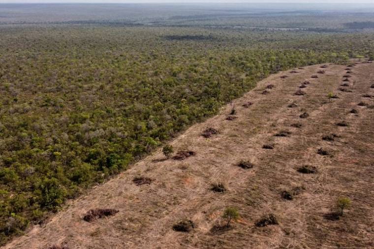 Déforestation du Cerrado (savane) indigène à Sao Desiderio, dans l'ouest de l'État de Bahia à l'est de Brasilia, le 25 septembre 2023 ( AFP / Florence GOISNARD )
