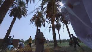 L'avenir incertain de la récolte de dattes au Soudan en guerre