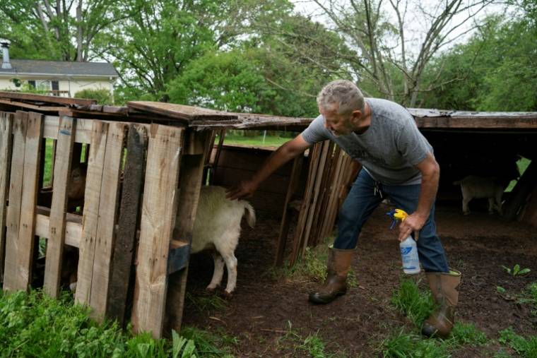 Jim McMahan s'occupe de ses chèvres le 21 avril 2024 à Lincolnton, en Caroline du Nord ( AFP / Allison Joyce )