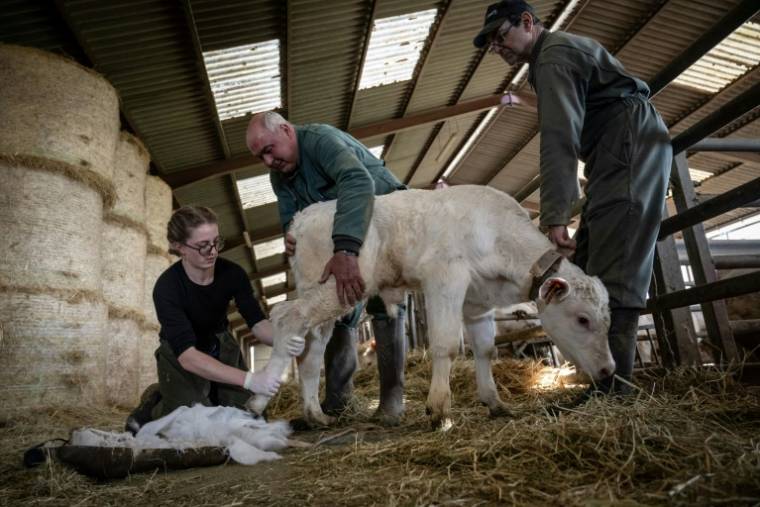 La vétérinaire Marina Abbadie (g),  aidée par deux agriculteurs, retire le plâtre de la patte arrière d'un veau, le 11 avril 2024 dans une ferme près d'Avallon, dans l'Yonne ( AFP / ARNAUD FINISTRE )