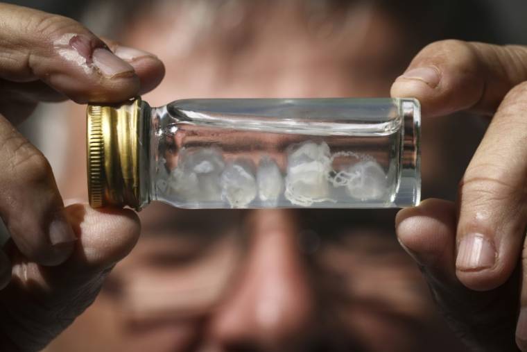 Le professeur en toxicologie Jamie Seymour tient un flacon contenant des méduses irukandji, le 8 avril 2024 à Cairns, en Australie ( AFP / DAVID GRAY )
