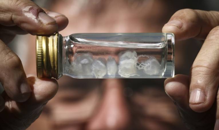 Le professeur en toxicologie Jamie Seymour tient un flacon contenant des méduses irukandji, le 8 avril 2024 à Cairns, en Australie ( AFP / DAVID GRAY )