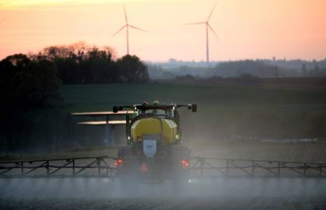 Herbicide interdit par l'UE: les semis de la dernière chance pour les endiviers ( AFP / JEAN-FRANCOIS MONIER                 )