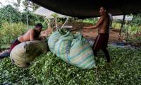 Des raspachines (ramasseurs de feuilles de coca) mettent les feuilles ramassées dans des sacs, dans le département de Nariño, en Colombie, le 11 mai 2023 ( AFP / Andres Botero )