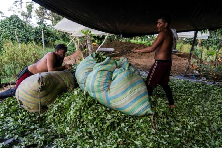 Des raspachines (ramasseurs de feuilles de coca) mettent les feuilles ramassées dans des sacs, dans le département de Nariño, en Colombie, le 11 mai 2023 ( AFP / Andres Botero )