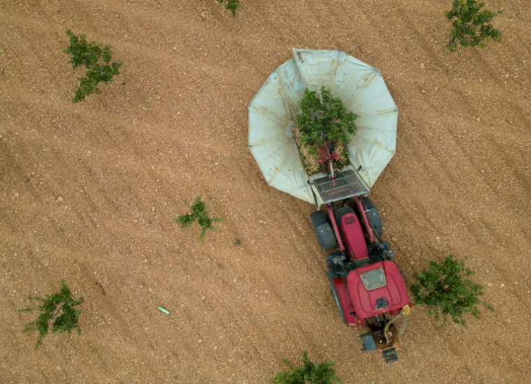 Un agriculteur récolte des pistaches sur son exploitation à Manzanares, dans le centre de l'Espagne, le 25 septembre 2024 ( AFP / Pierre-Philippe MARCOU )