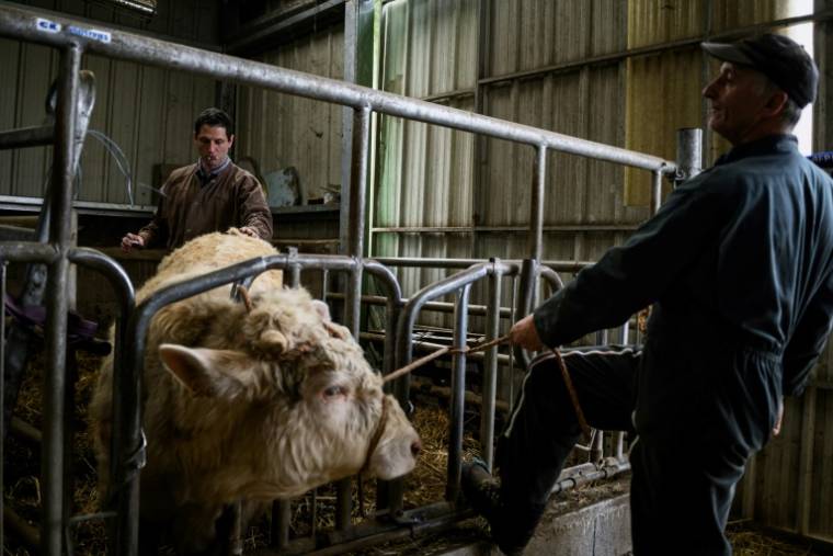 Un vétérinaire s'apprête à faire une prise de sang à une génisse dans une ferme de Marcols-les-Eaux, le 19 mars 2024 en Ardèche ( AFP / JEFF PACHOUD )