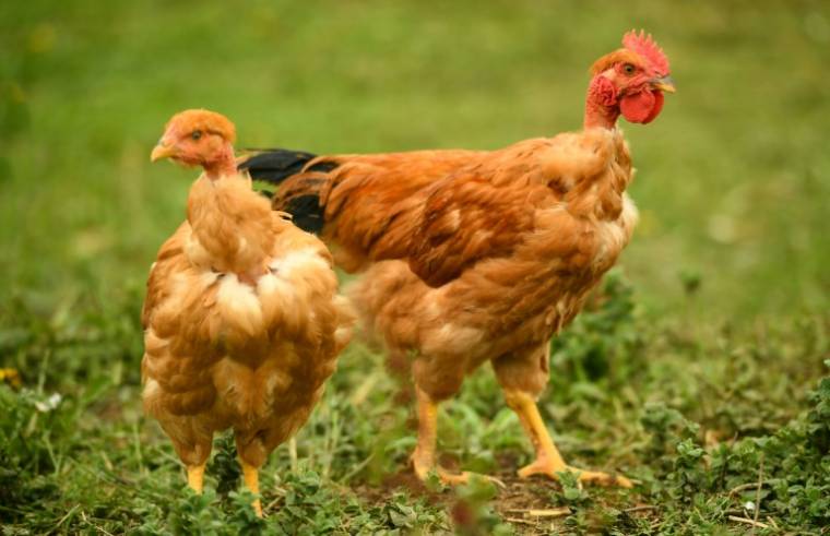 Des poulets à Bergouey-Viellenave, dans le sud-ouest de la France, le 29 avril 2024 ( AFP / GAIZKA IROZ )