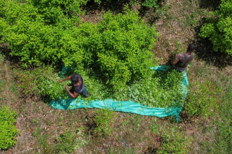 des raspachines (ramasseurs de feuilles de coca) dans un champ du département de Nariño, en Colombie, le 12 mai 2023 ( AFP / JOAQUIN SARMIENTO )