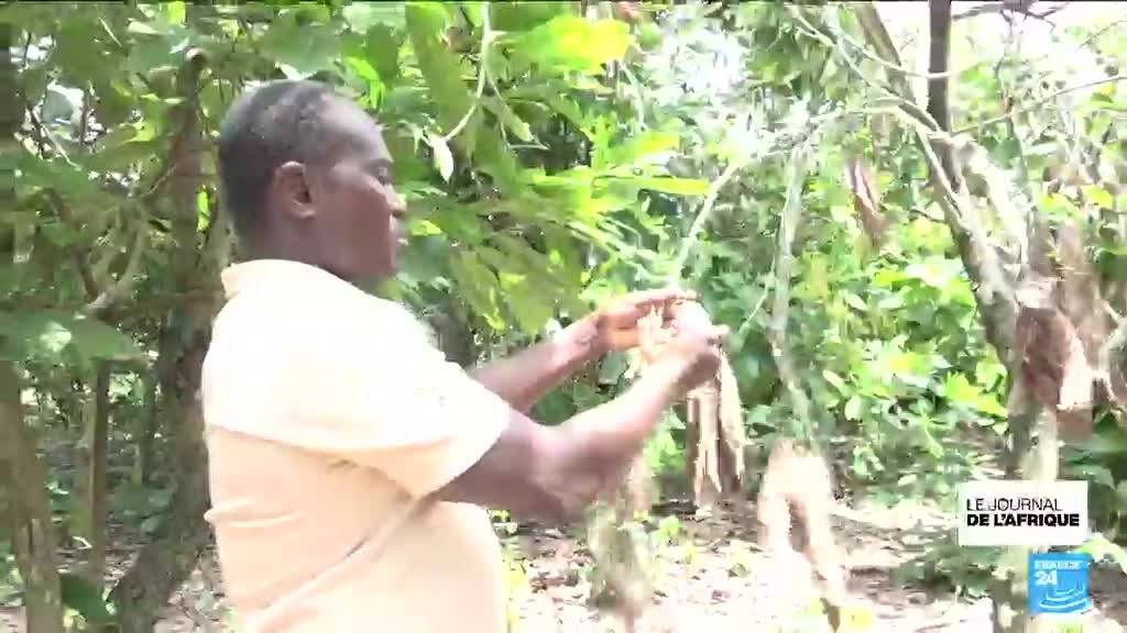 Côte d'Ivoire : la chaleur menace la culture du cacao