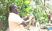 Côte d'Ivoire : la chaleur menace la culture du cacao