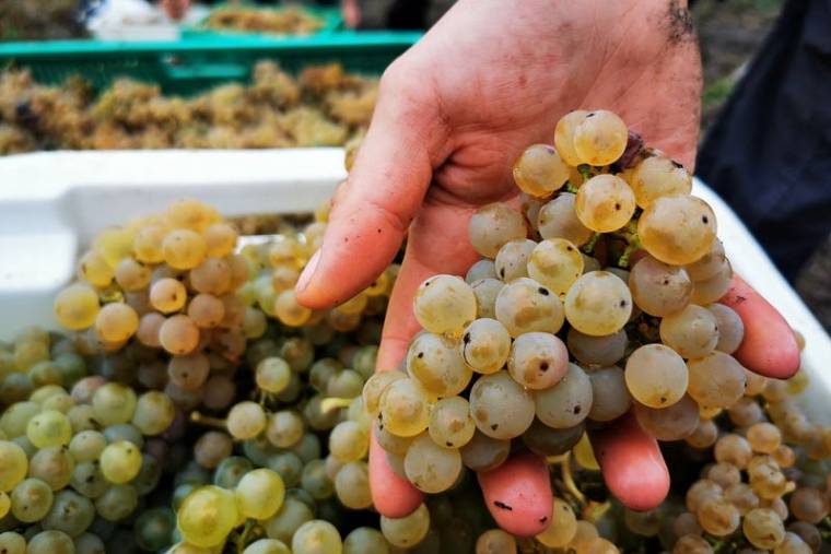 Le "Charbonnay" ou "vin de mine" prospère en France dans un contexte de réchauffement climatique