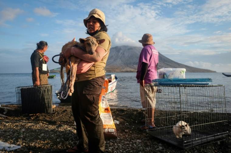 Une volontaire porte un chien blessé récupéré dans une zone abandonnée après l'éruption du Mont Ruang, en Indonésie, le 4 mai 2024 à Sitaro ( AFP / Ronny Adolof BUOL )