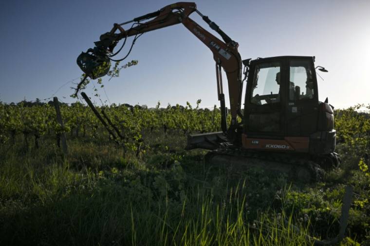 Une pince mécanique déracine des vignes, le 18 avril 2024 à Saint-Martin-de-Sescas, en Gironde ( AFP / Philippe LOPEZ )