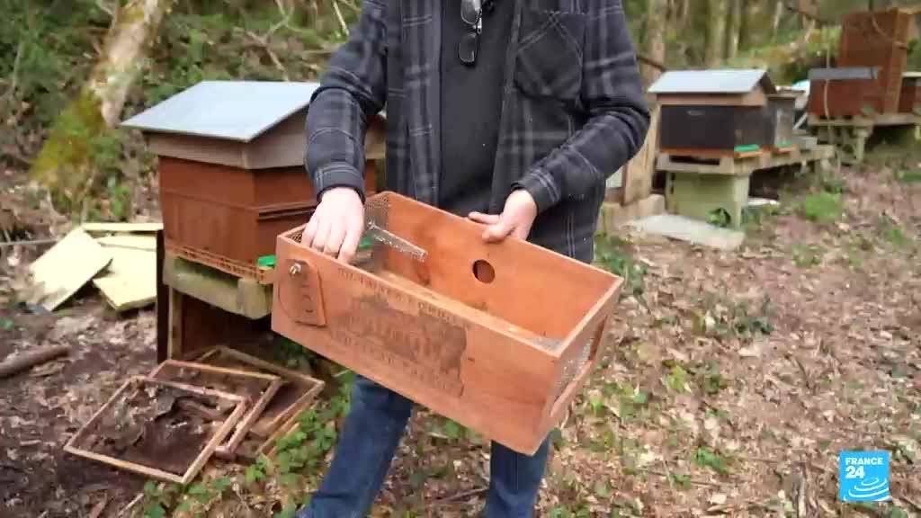 Un apiculteur invente un piège à frelons asiatiques unique au monde