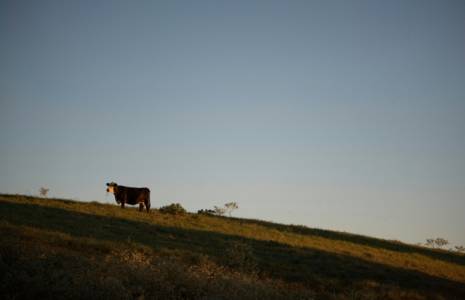 Une vache sur une colline du Texas, le 9 octobre 2021 ( AFP / Mark Felix )