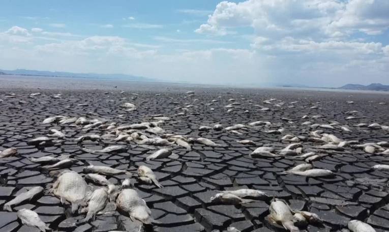 Au Mexique, la sécheresse tue des milliers de poissons dans un lac