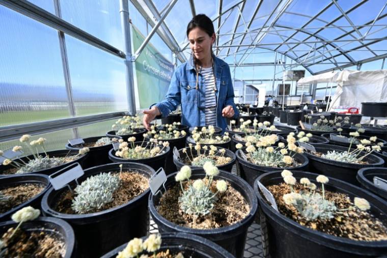 La botaniste Florencia Peredo cultive des spécimens de "Tiehm's buckwheat", une fleur unique au monde et menacée par un projet de mine de lithium, dans une serre de l'entreprise Ioneer, le 8 mai 2024 dans le Nevada ( AFP / Robyn Beck )